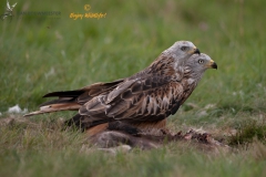 Rode wouw