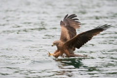 Red Kite; Rode Wouw; Milvus milvus