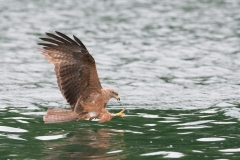 Red Kite; Rode Wouw; Milvus milvus