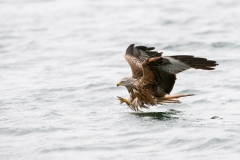 Red Kite; Rode Wouw; Milvus milvus