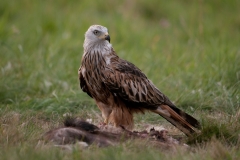 Rode wouw_HBN6949