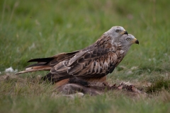 Rode wouw_HBN7008