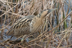 Bittern; Botaurus stellaris; IJs; Roerdomp; Rohrdommel