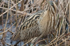 Bittern; Botaurus stellaris; IJs; Roerdomp; Rohrdommel