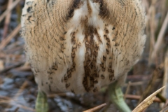 Bittern; Botaurus stellaris; IJs; Roerdomp; Rohrdommel