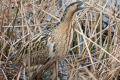 Bittern; Botaurus stellaris; IJs; Roerdomp; Rohrdommel