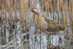Bittern; Botaurus stellaris; IJs; Roerdomp; Rohrdommel