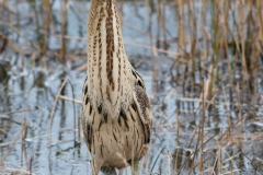 Bittern; Botaurus stellaris; IJs; Roerdomp; Rohrdommel
