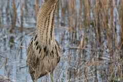 Bittern; Botaurus stellaris; IJs; Roerdomp; Rohrdommel