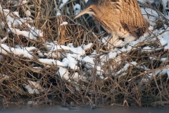 Roerdomp_HBN5681