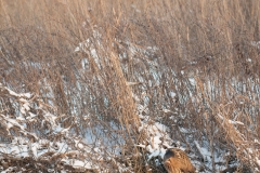 Roerdomp_HBN5683