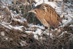 Roerdomp_HBN5702