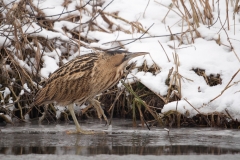 Roerdomp_HBN5984