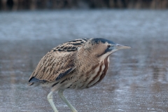 Roerdomp_HBN9962