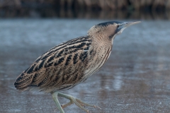 Roerdomp_HBN9968