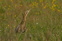 roerdomp_HBO6752