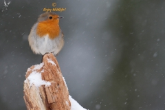 Roodborst