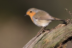 Roodborst;-European-Robin;-Erithacus-rubecula_HB58844-kopiëren