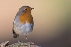 Roodborst;-European-Robin;-Erithacus-rubecula_HB59044-kopiëren