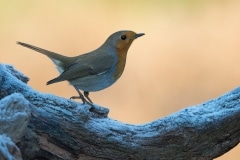 Roodborst_HB59513
