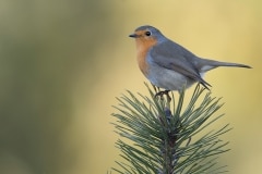 Roodborst_HB59783