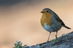 Roodborst_HB59828