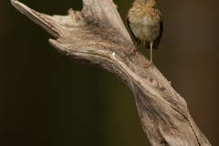 Roodborst_HBN0148