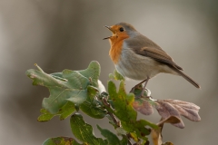 Roodborst; European Robin; Erithacus rubecula