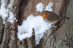 Roodborst_HBN3750