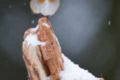 Roodborst_HBN4056