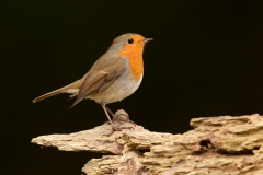 Roodborst_HBN8068
