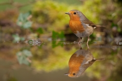 roodborst_HB71352