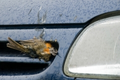 roodborst_HBN2376