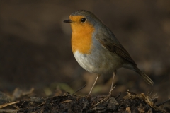 roodborst_HBO5322