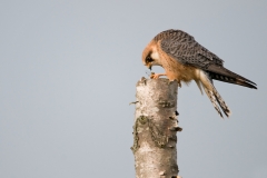 roodpootvalk_HBN8832