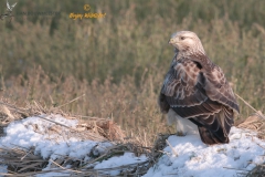 Ruigpootbuizerd