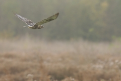 ruigpootbuizerd_HBO3474