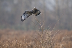 ruigpootbuizerd_HBO3971