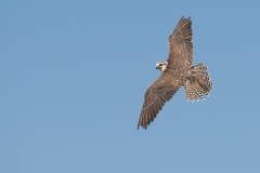 sakervalk captive_HBN4163