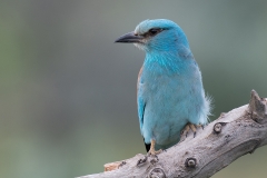 Scharrelaar; European roller; Coracias garrulus