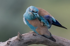 Scharrelaar; European roller; Coracias garrulus