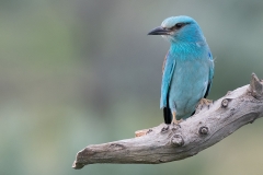 Scharrelaar; European roller; Coracias garrulus