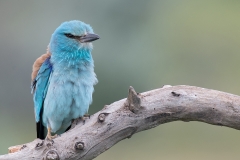 Scharrelaar; European roller; Coracias garrulus