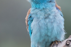 Scharrelaar; European roller; Coracias garrulus