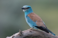 Scharrelaar; European roller; Coracias garrulus