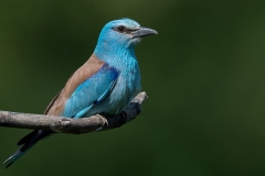 Scharrelaar; European roller; Coracias garrulus