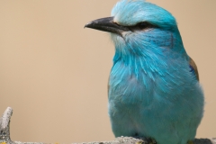 Scharrelaar; European roller; Coracias garrulus
