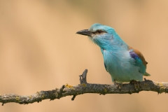 Scharrelaar; European roller; Coracias garrulus