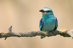 Scharrelaar; European roller; Coracias garrulus