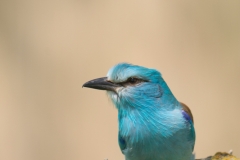Scharrelaar; European roller; Coracias garrulus
